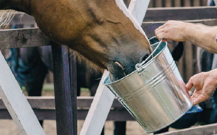 pferdefutter pferd frisst aus eimer 800x500